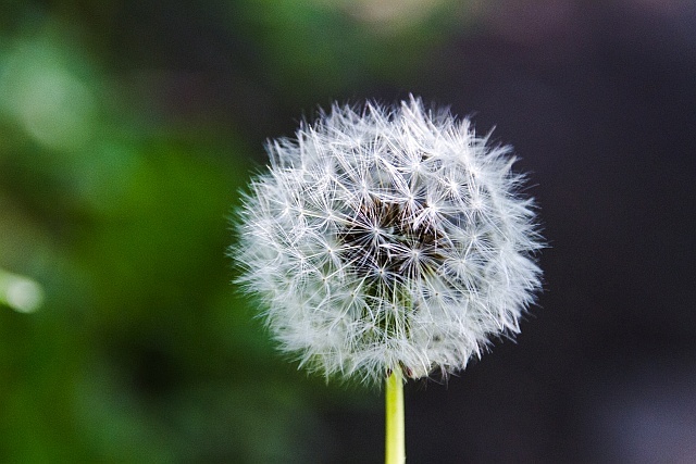 Dandelion-clock-mindfulness
